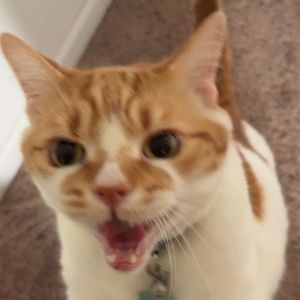 Meet your Posher, Ariana